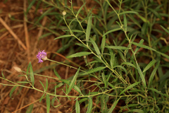 Parapolydora fastigiata