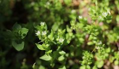 Stellaria ruderalis