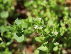 Stellaria ruderalis