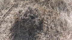 Coryphantha macromeris macromeris