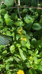 Lamium galeobdolon