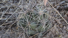 Coryphantha macromeris macromeris