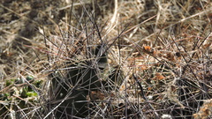 Coryphantha macromeris macromeris