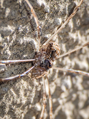 Dasylobus graniferus