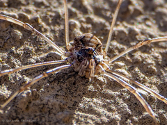 Dasylobus graniferus
