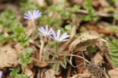 Anemonoides caucasica