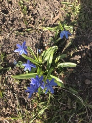 Scilla siberica