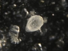 Favulina