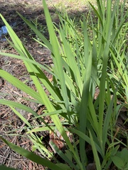 Iris savannarum