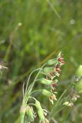 Tulbaghia capensis