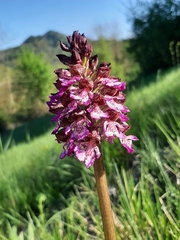 Orchis purpurea