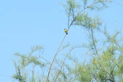Spinus psaltria