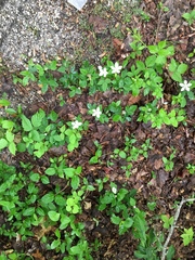 Rubus baileyanus