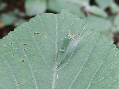 Apaturinae
