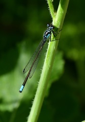 Ischnura cervula