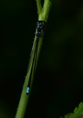 Ischnura cervula