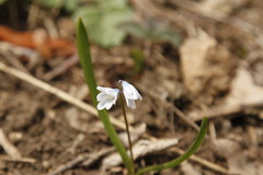 Puschkinia scilloides