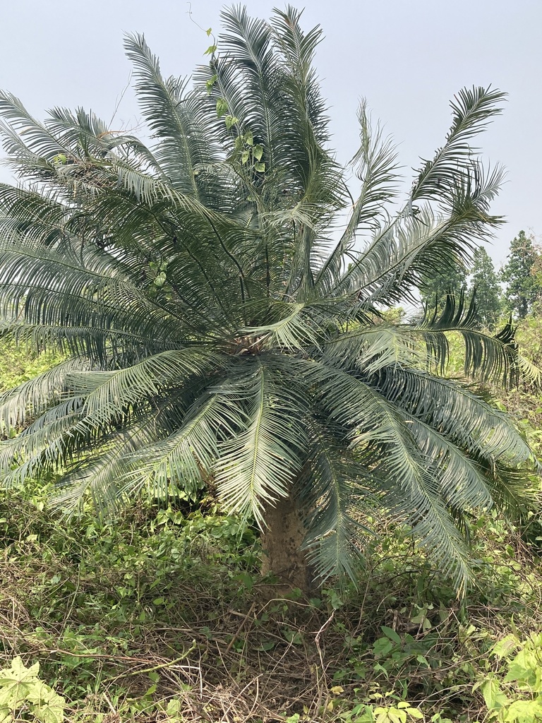 Thiên tuế lược – Cycas pectinata