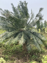Comb Cycad (Cycas pectinata)