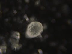 Favulina