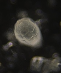 Favulina