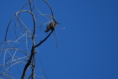 Calypte anna