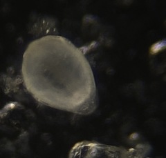 Favulina