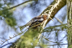 Fringilla coelebs