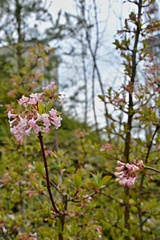 Viburnum farreri