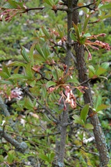 Viburnum farreri