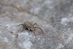 Caeculidae