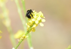 Onagrandrena