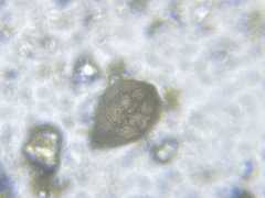 Favulina