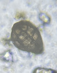 Favulina