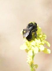 Onagrandrena