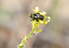 Onagrandrena