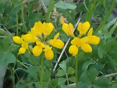 Securigera securidaca