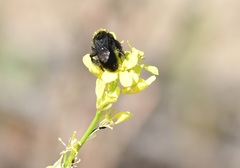 Onagrandrena