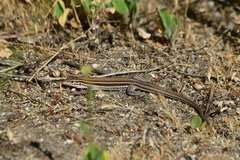 Aspidoscelis hyperythrus beldingi