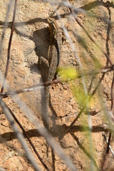 Uta stansburiana elegans