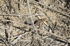 Aspidoscelis hyperythrus beldingi