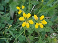 Securigera securidaca