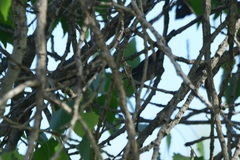 Troglodytidae