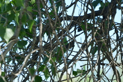 Troglodytidae