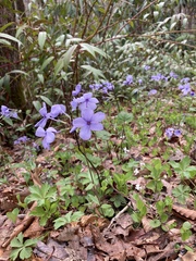 Phlox stolonifera