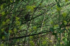 Troglodytidae