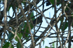 Troglodytidae