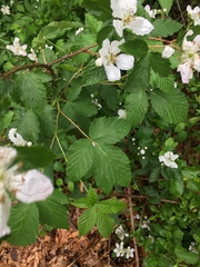 Rubus frondosus