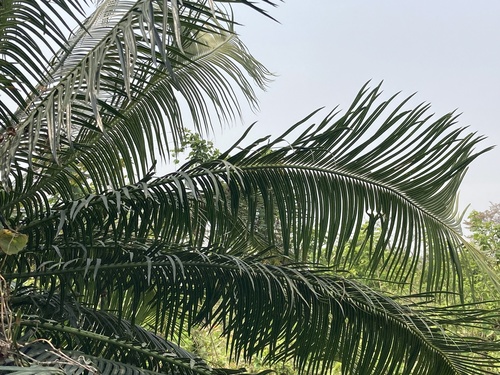 Cycas pectinata, photograph 2
