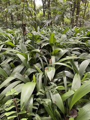 Molineria capitulata